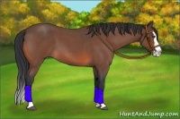 Horse Color:Bay Roan Splash 