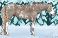 Horse Color:Liver Chestnut Ice Sabino Splash