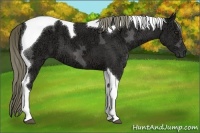 Horse Color:Liver Chestnut Ice Tobiano 