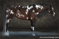 Horse Color:White Spotted Brown Ice Sabino Rabicano 