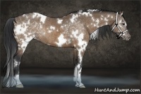 Horse Color:White Spotted Brown Dun