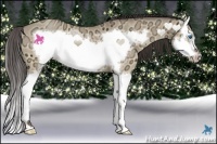 Horse Color:Amber Champagne Ice Dun Splash Frame 