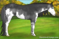 Horse Color:Black Splash Rabicano