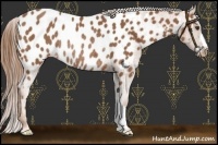 Horse Color:Chestnut Appaloosa Rabicano 