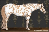 Horse Color:Gold Champagne Near Leopard 