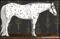 Horse Color:Silver Brown Appaloosa