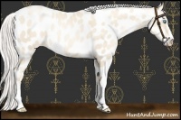 Horse Color:Silver Classic Cream Champagne Pearl Sabino Near Leopard 