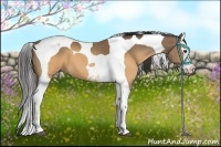 Horse Color:Buckskin Splash Tobiano 