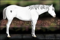 Horse Color:Bay Dun Sabino Appaloosa Rabicano 