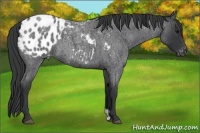 Horse Color:Blue Roan Appaloosa 