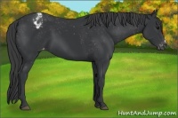 Horse Color:Black Varnish 