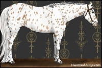 Horse Color:Silver Buckskin Sabino Appaloosa Rabicano 