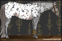 Horse Color:Brown Roan Appaloosa