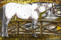 Horse Color:Brown Appaloosa 
