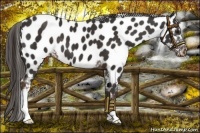 Horse Color:Liver Chestnut Near Leopard 