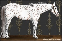 Horse Color:Bay Roan Appaloosa 