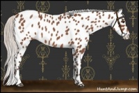 Horse Color:Silver Bay Roan Near Leopard 