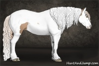 Horse Color:Liver Chestnut Pearl Sabino Splash Tobiano Rabicano 