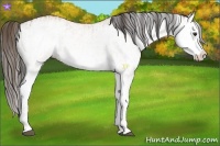 Horse Color:White Spotted Bay Splash and White Spotted Bay Splash Appaloosa