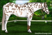 Horse Color:Buckskin Sabino Near Leopard 