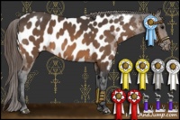 Horse Color:Buckskin Appaloosa 