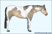 Horse Color:Buckskin Roan Dun Tobiano Rabicano