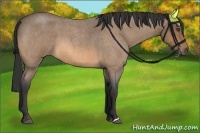 Horse Color:Buckskin Roan 