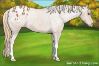 Horse Color:Chestnut Appaloosa 