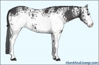 Horse Color:White Spotted Smoky Black 