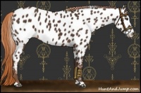 Horse Color:Liver Chestnut Near Leopard 