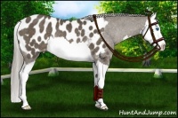 Horse Color:Chocolate Palomino Splash Near Leopard Rabicano