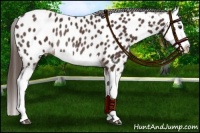 Horse Color:Liver Chestnut Splash Appaloosa Rabicano 