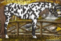 Horse Color:Liver Chestnut Near Leopard 