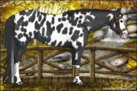 Horse Color:Black Splash Near Leopard 