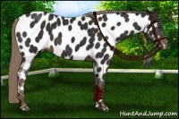 Horse Color:Liver Chestnut Near Leopard 