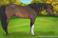 Horse Color:Brown 