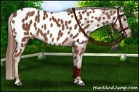Horse Color:Chestnut Near Leopard 