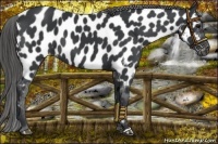 Horse Color:Black Near Leopard 