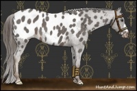 Horse Color:Liver Red Roan Appaloosa 