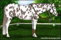 Horse Color:Liver Red Roan Sabino Splash Appaloosa 