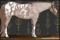 Horse Color:Red Roan Appaloosa 