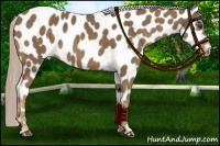Horse Color:Chocolate Palomino Appaloosa 