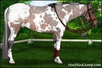 Horse Color:White Spotted Bay Roan Appaloosa