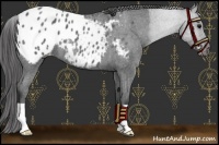 Horse Color:Blue Roan Appaloosa 
