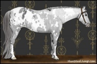Horse Color:White Spotted Blue Roan Varnish 