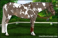 Horse Color:White Spotted Chocolate Palomino