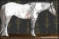 Horse Color:White Spotted Brown Varnish