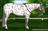 Horse Color:Bay Roan Near Leopard 