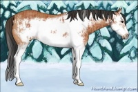 Horse Color:Bay Splash Frame and Bay Splash Frame