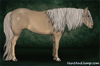 Horse Color:Palomino 